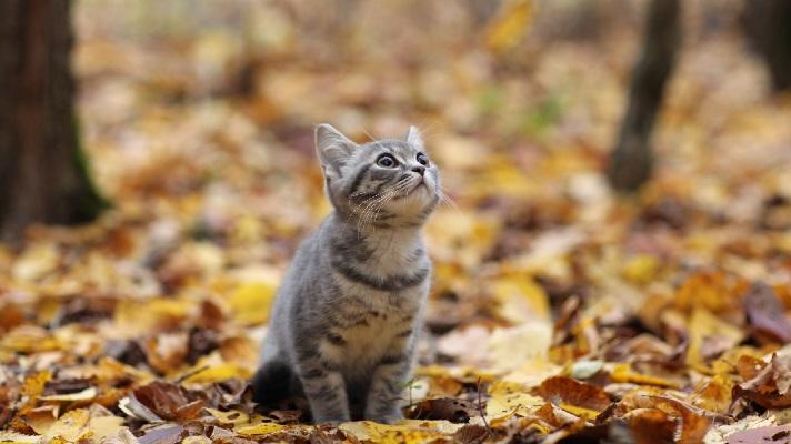 敬老の日の贈り物や、猫好きさんへのプレゼントに♪　『秋の猫日和和三盆』を発売！　～フェリシモ猫部