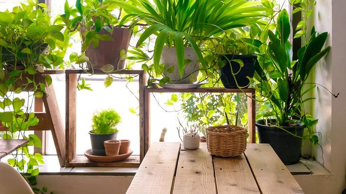 自宅やオフィスに小さな癒し♪　人気の観葉植物ランキング2018　～　アイリスガーデニングドットコム調べ
